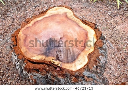 After a tree has been cut and felled, the stump or tree stump is usually a small remaining portion of the trunk with the roots still in the ground.