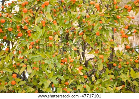 The Mandarin orange, also known as mandarin or mandarine, is a small citrus tree (Citrus reticulata) with fruit resembling other oranges.