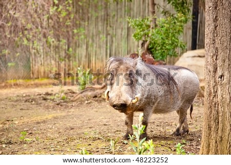 common warthog. common warthog. stock photo
