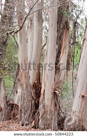 Eucalyptus is a diverse genus of flowering trees (and a few shrubs) in the myrtle family, Myrtaceae. Members of the genus dominate the tree flora of Australia.
