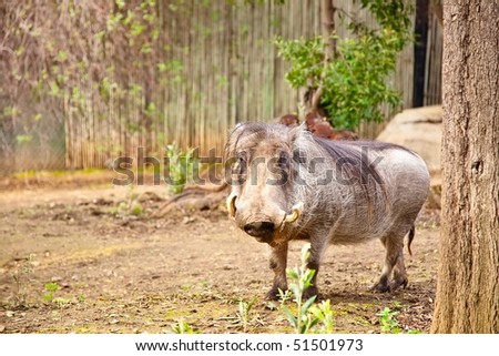 The Warthog or Common Warthog is a wild member of the pig family  that lives in Africa.