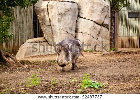 common warthog. stock photo : The Warthog or Common Warthog is a wild member of the pig