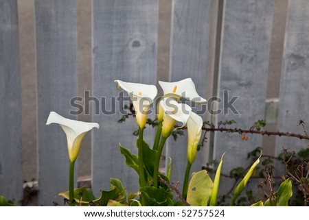common lilies