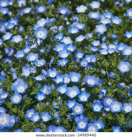 Nemophila Menziesii