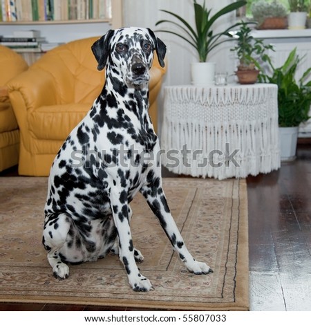 The Dalmatian is a breed of dog whose roots are traced to Dalmatia, a region of Croatia.