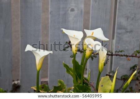 Zantedeschia aethiopica (common names Lily of the Nile, Calla lily, Easter lily, Arum lily) is a species in the family Araceae, native to southern Africa.