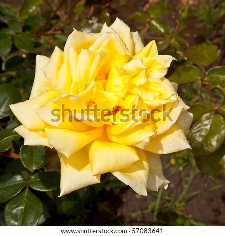 A rose is a perennial flower shrub or vine of the genus Rosa, within the family Rosaceae, that contains over 100 species and comes in a variety of colours.