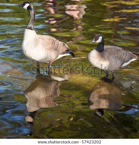 The Canada Goose (Branta canadensis) is a wild goose belonging to the genus Branta, which is native to arctic and temperate regions of North America