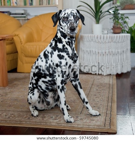The Dalmatian is a breed of dog whose roots are traced to Dalmatia, a region of Croatia.