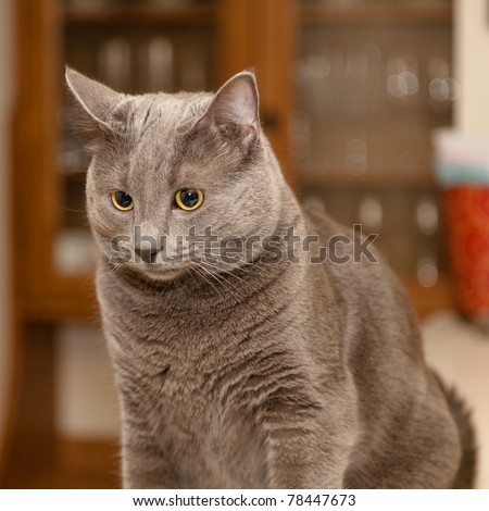 The Russian Blue is a cat breed that has a silver-blue coat. These cats are known to be highly intelligent and playful but tend to be timid around strangers.