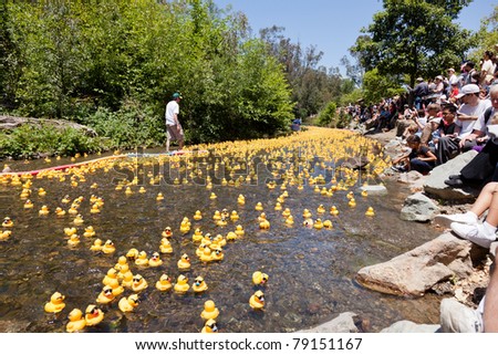 LOS GATOS, CA, USA - JUNE 12: The rubber duckies are kicking off their summer at the 4th Annual Silicon Valley Duck Race in Vasona Lake Park. June 12, 2011 in Los Gatos, CA, USA