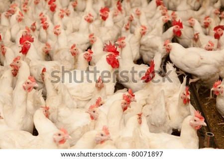 Leghorn is a breed of chicken with origins in Tuscany, central Italy.