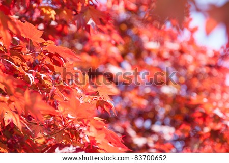 Red Maple (Acer rubrum ) is one of the most common and widespread deciduous trees of eastern North America.
