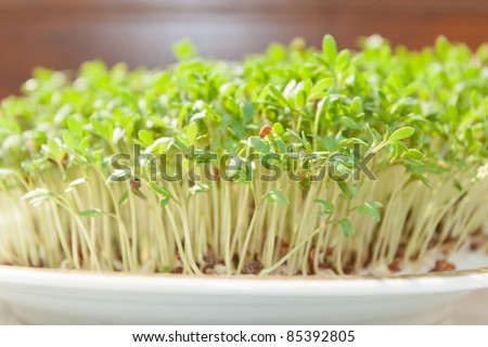Garden cress (Lepidium sativum) is a fast-growing, edible herb that is botanically related to watercress and mustard, sharing their peppery, tangy flavor and aroma.