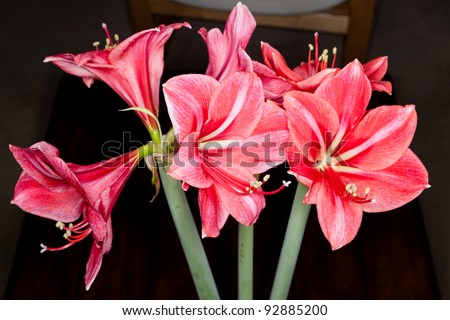 St. Joseph\'s lily (Hippeastrum Johnsonii) blooms in late spring, usually with more than one flower stalk per bulb and 5-6 blooms per stalk. blooms in late spring