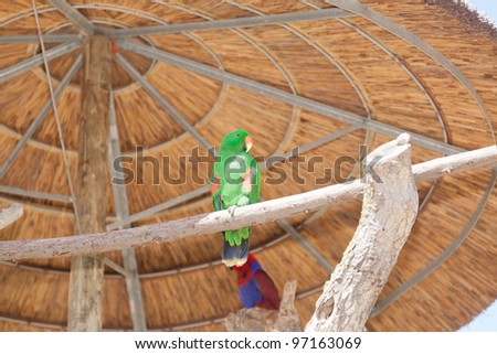The Eclectus Parrot, Eclectus roratus, is a parrot native to the Solomon Islands, Sumba, New Guinea and nearby islands, northeastern Australia  and the Maluku Islands