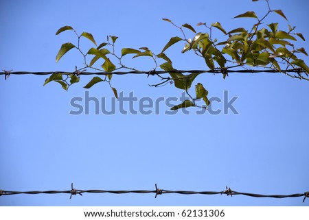 leaf barbed wire border. green leaf plant wrapped around a 2 rowed barbed wire fence with light blue back ground. sharply pointed rusted wire twisted around wire and climbing vine.