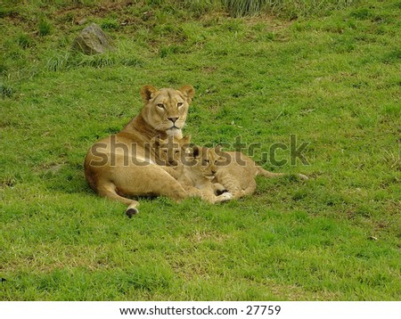 Lioness and Cubs 2