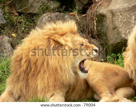 http://image.shutterstock.com/display_pic_with_logo/567/567,1104331095,4/stock-photo-lion-growling-79004.jpg