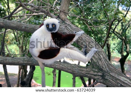 Propithecus verreauxi verreauxi (the dancing lemur): a large lemur called \