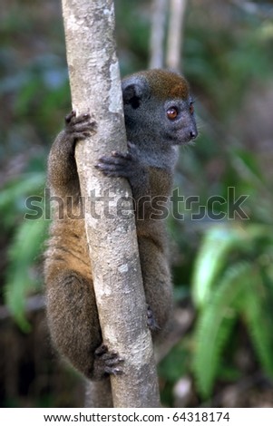 Baby lemur: baby lemur in rain-forest of Madagascar climbing on a tree.