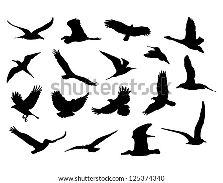 Collection Of Birds. Vector Eps8