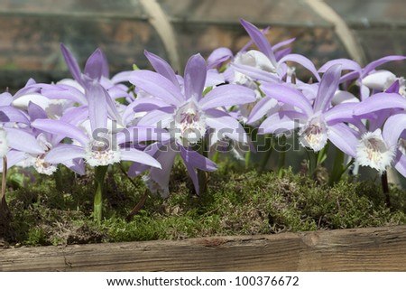 Beautiful lila orchid like flowers in a wooden planter filled with moss