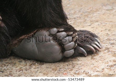 bear paw