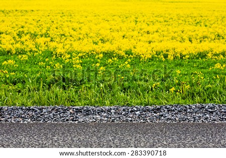 Abstract background with asphalt and yellow flower.