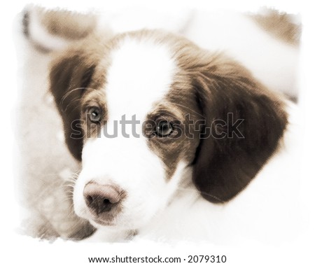Brittany Spaniel Puppies on Brittany Spaniel Puppy Stock Photo 2079310   Shutterstock