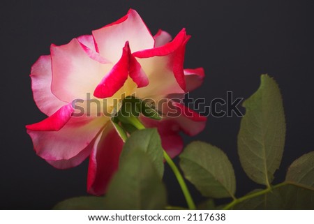 Red Rose - stock photo