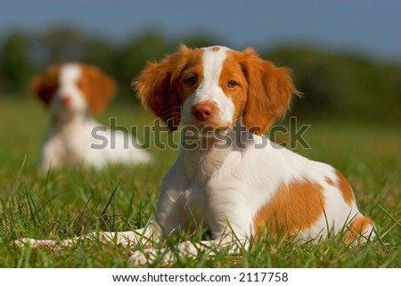 Brittany Spaniel Puppies on Shutterstock Com Pic 2117758 Stock Photo Brittany Spaniel Puppies Html