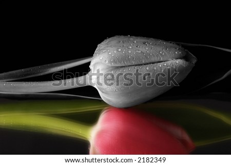 stock-photo-black-and-white-tulip-with-color-reflection-2182349.jpg