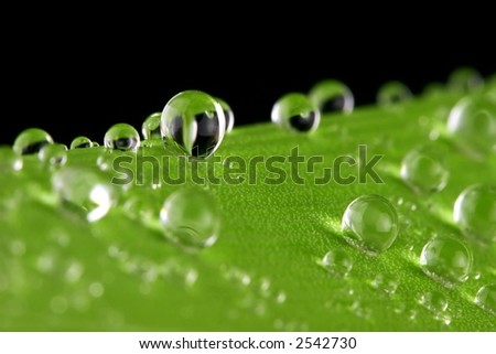 Green Amaryllis