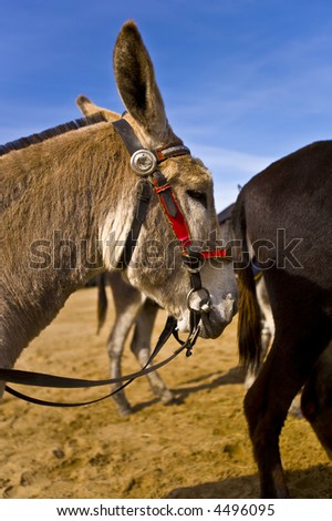 Donkeys walking on Weston-Super-Mare beach