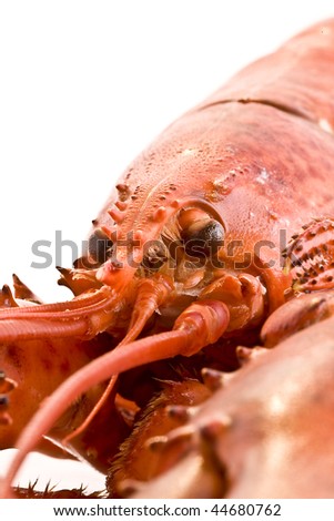 Cooked fresh lobsters head on white background