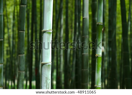 Bamboo Zen Forest