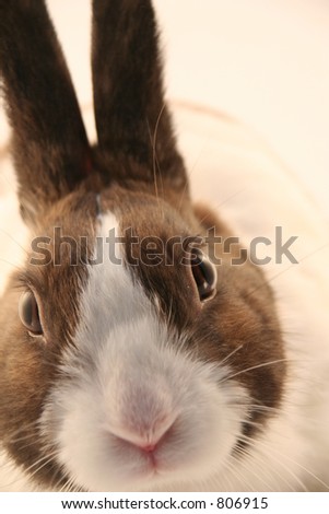 bunny close up