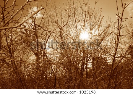 Sun shinning through the icy tree branch foliage