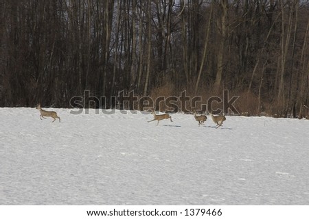 running deers