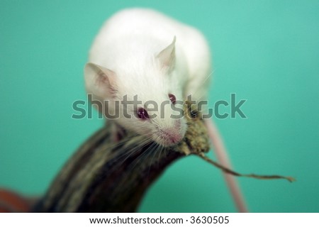 white mouse on a pumpkin