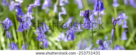 English Blue Bells in the forest close-up
