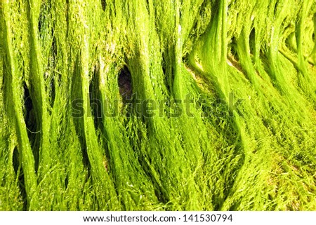 Cllose up of green marine algae
