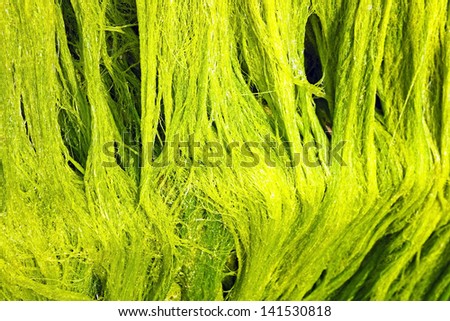 close up of green marine algae