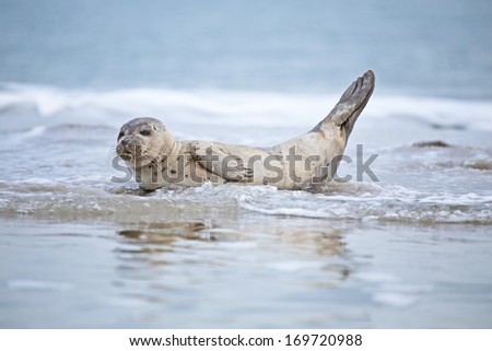 Baby seal in the water from the ocean