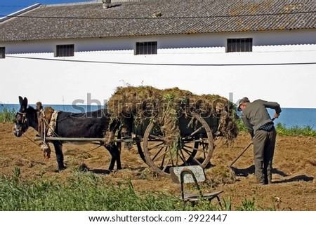 Farmer cultivating his land as in ancient times