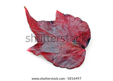 Red fall leaf isolated on white