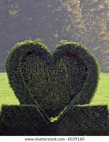 Green heart from a conifer in the countryside in the netherlands