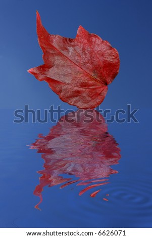 Red leaf falling in water