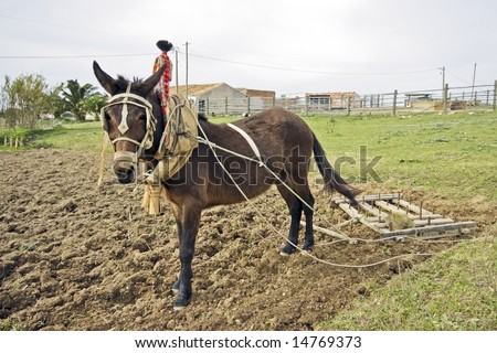 Ploughing the land in an old fashioned way in Portugal